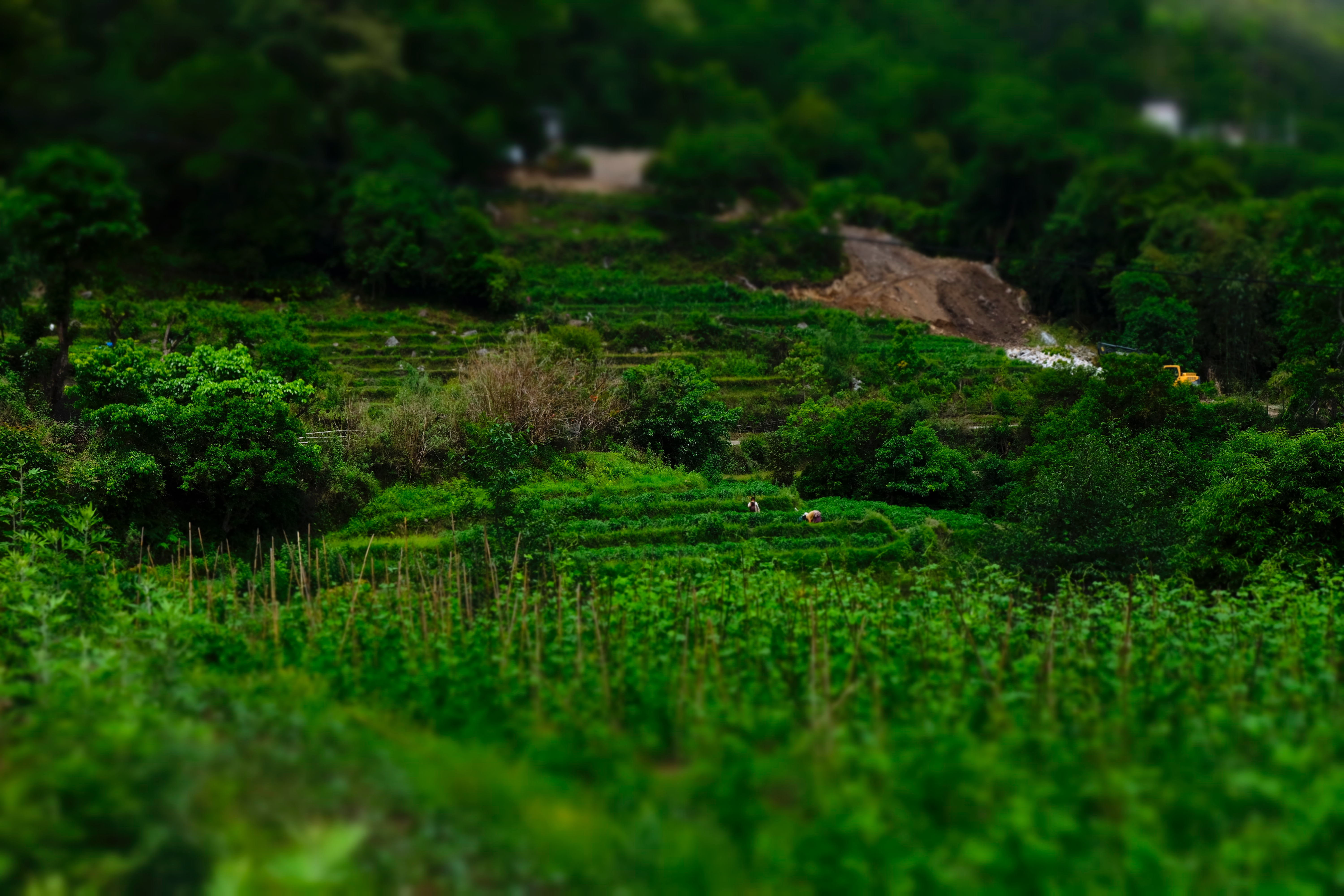 Bhutan An Economy For Food Sovereignty And Organic Farming Arc