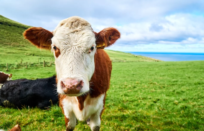 What Is Grass-Fed Beef?