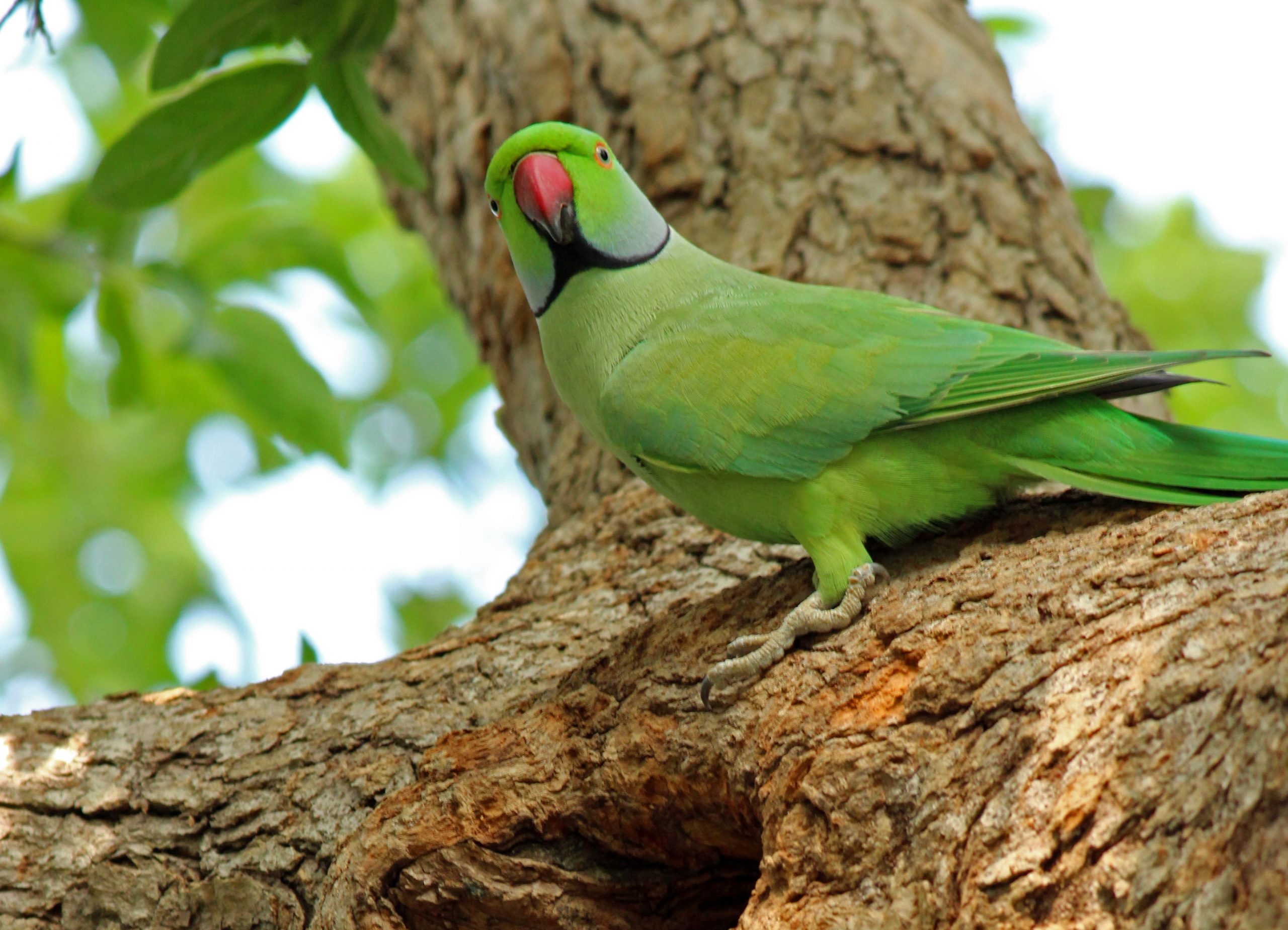 2022 - ARC's Year of the Rose-Ringed Parakeet